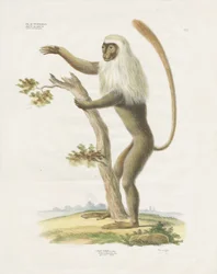 Zilverkleurige Lutung in een boom (handgekleurde litho)