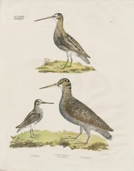 Watersnip soorten (handgekleurde litho)