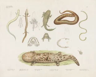 Diverse amfibieën en anatomische studies (handgekleurde litho)