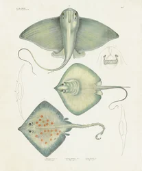 Diverse roggensoorten met anatomische details (handgekleurde litho)