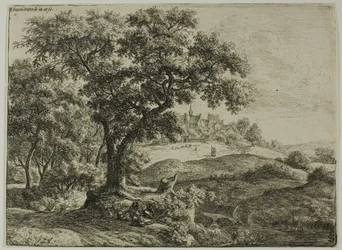 De rand van het bos