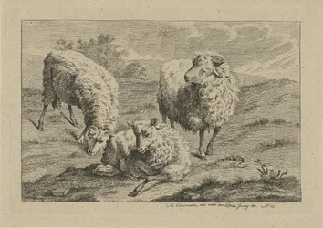 Drie schapen
