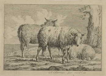 Drie schapen bij een boom