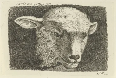 Kop van een lam