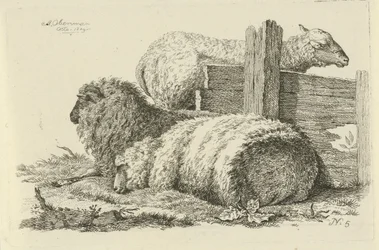 Liggend schaap en ram
