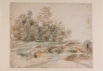 Een groep bomen langs een beboste weg
