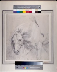 Hoofd en voorhand van een grijs paard