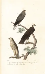 Blauwe kiekendief, bruine kiekendief en grauwe kiekendief
