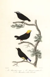 Manakin-soorten