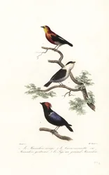 Manakin soorten