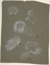 Witte stokrozen