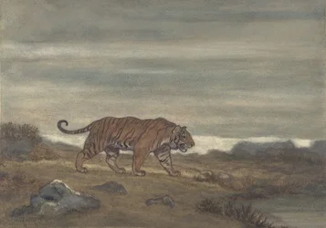 Tijger nadert poel