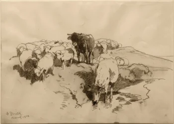 Runderen en schapen