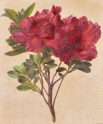 Rododendrons
