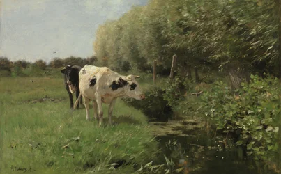 Koeien in de wei