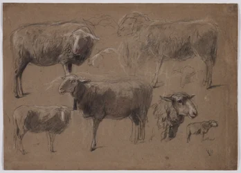 Studies van schapen