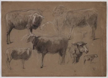 Studies van schapen, tweede helft 1800s