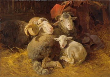 Schapen in de stal