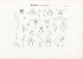 Anatomie van insecten