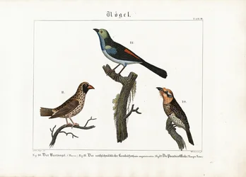 Barbet, wevervogel en paradijsvliegenvanger