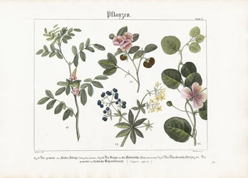 Verfplanten en kapperstruik