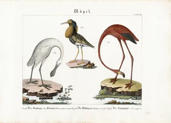 Flamingo, lepelaar en manchet