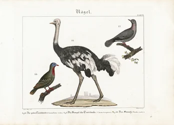 Groene duif, lachduif en Afrikaanse struisvogel