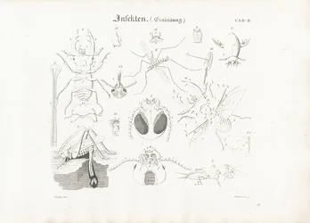 Anatomie van insecten