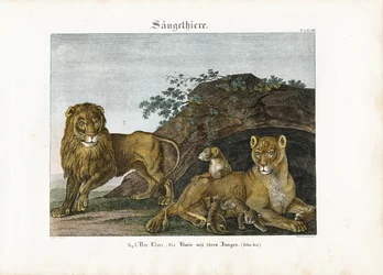 De leeuwenfamilie in hun natuurlijke omgeving