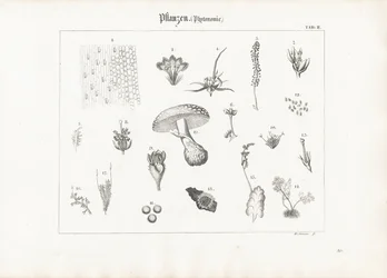 Anatomie van planten en schimmelvormen