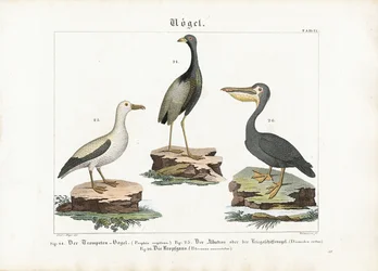 Trompetter, Albatros en Pelikaan