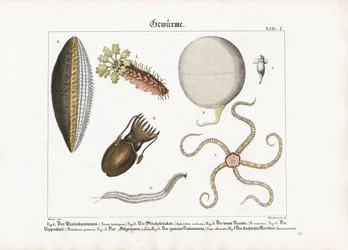 Diverse zeewormen en cnidaria