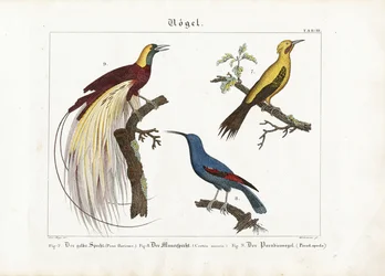 Gele specht, muurkruiper en paradijsvogel
