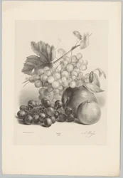 Rode en witte druiven en appels