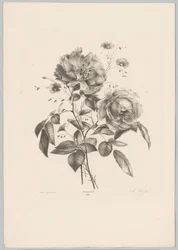 Roos en anjerachtige bloem