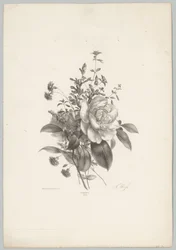 Rozen, anjers en fuchsia