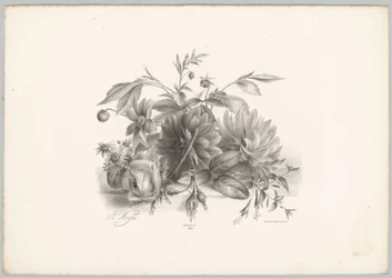Rozen, dahlia