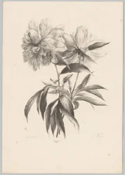 Twee bloemen