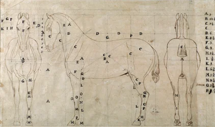 Studie voor een paard voor een ruitermonument (tekening)
