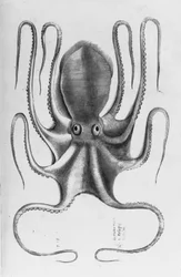 Illustratie uit "Aquatilium animalium historiae, liber primus" door Ippolito Salviani, 1554