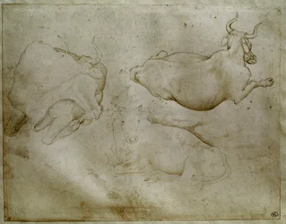Twee koeien en een jeneverbes. Tekening door Antonio di Puccio Pisano, genaamd Pisanello