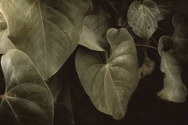 Anthurium Andraeanum, XVI e, Petrópolis, Rio de Janeiro, Brazilië, 2025 (foto)