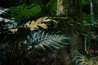 Corcovado Trail IX , Petrópolis, Rio de Janeiro, Brazilië, 2025 (foto)