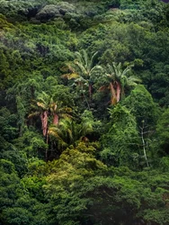 Tijuca Bos XXXII