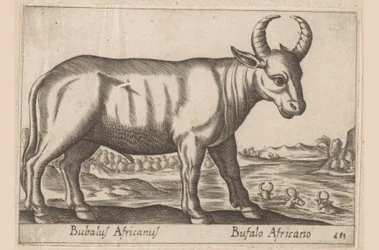 Afrikaanse buffel