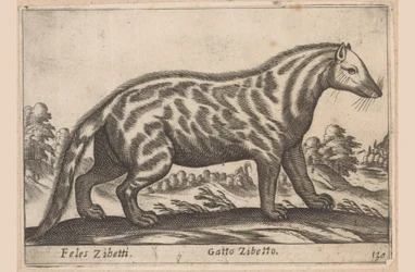 Civetkat