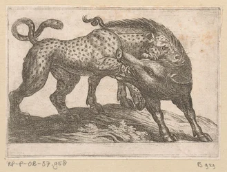 Een luipaard vechtend met een everzwijn