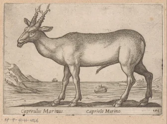 Hert Capreulus Marinus / Capriolo Marino (titel op object) Dieren en fabelwezens (serie titel) Nova raccolta de li animali piu curiosi del mondo (serie titel)