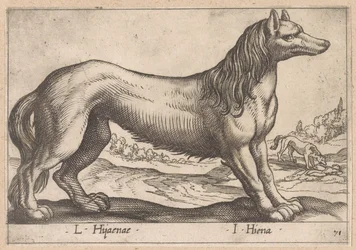 Hyena
