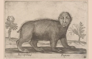 Luiaard